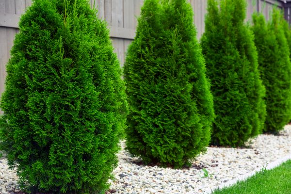 Arborvitae Planting in Orange