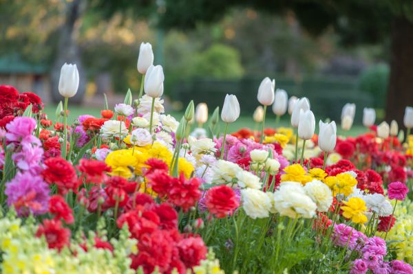Gardening Service in Orange