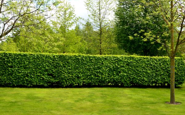 Hedge Planting in Orange