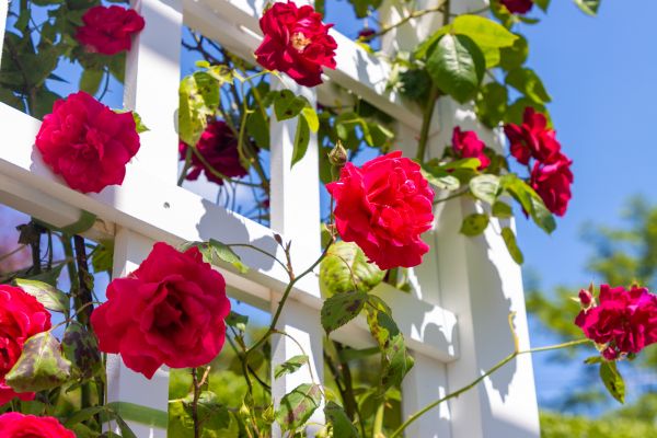 Home Gardening Service in Orange