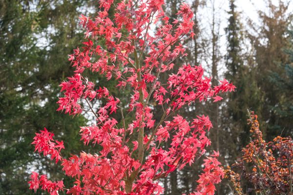 Japanese Maple Planting in Orange