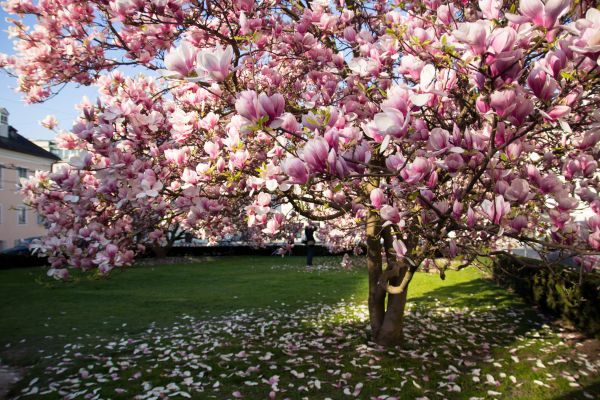 Magnolia Tree Planting in Orange