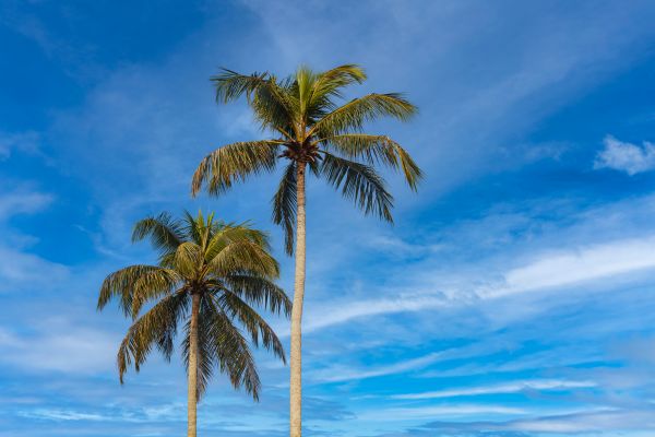 Palm Tree Planting in Orange