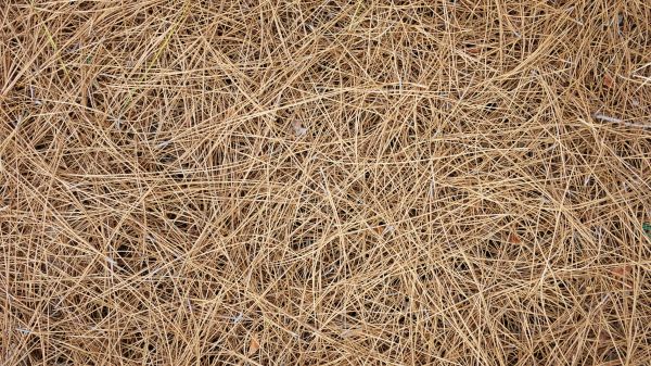 Pine Needles Delivery in Orange
