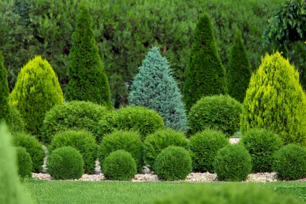 Shrub Installation in Orange