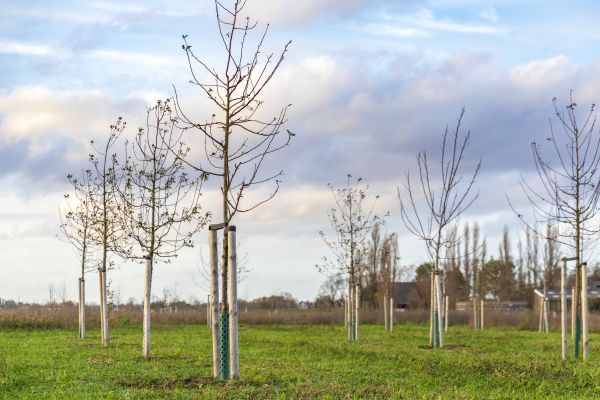 Tree Installation Service in Orange