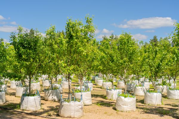 Tree Planting Service in Orange