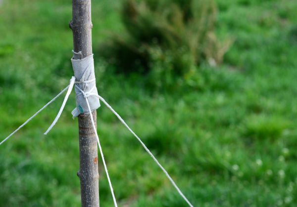 Tree Staking Service in Orange