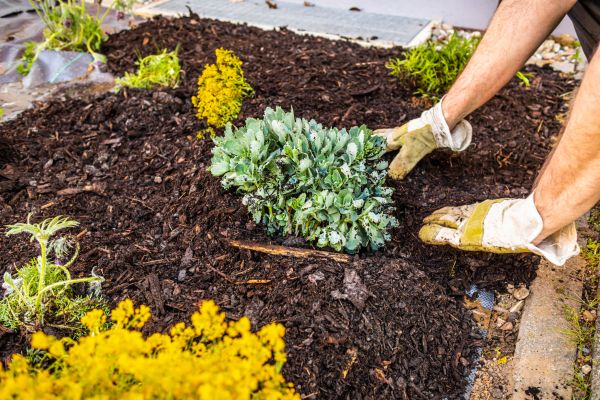 Weeding And Mulching in Orange