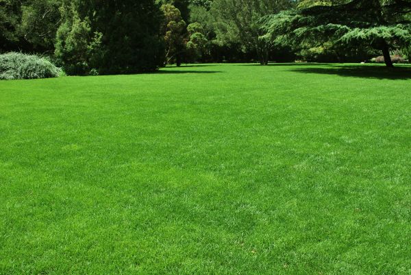 Lawn Landscaping in Orange