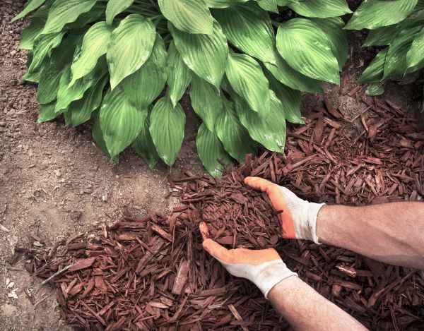 Shredded Mulch Service in Orange