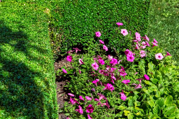 Softscaping Service in Orange