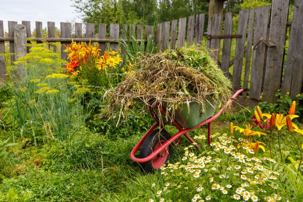 Garden Cleanup Service in Orange