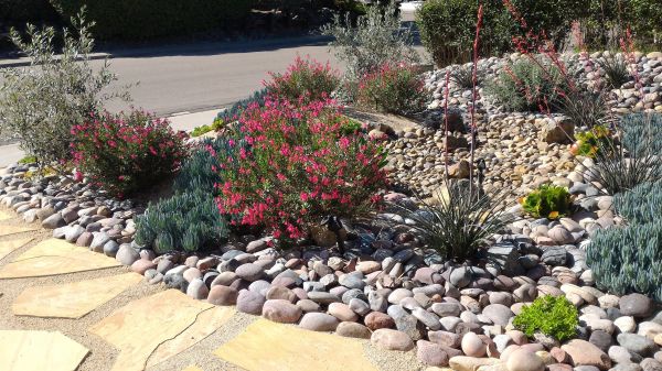 Xeriscape Landscaping in Orange