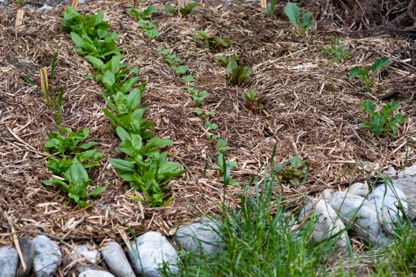 Mulch Service in Orange