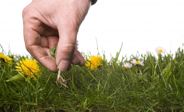 Lawn Weeding in Orange