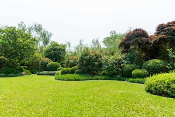 Tree Landscaping in Orange
