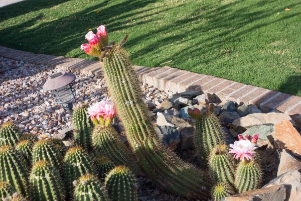 Desert Landscaping in Orange