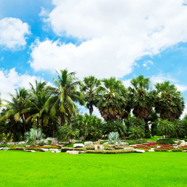 Tropical Landscaping in Orange