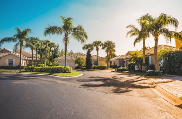 Palm Tree Landscaping in Orange