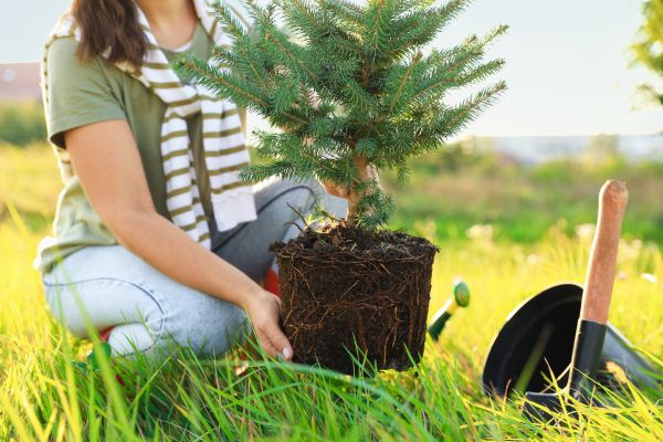 Spruce Tree Planting in Orange