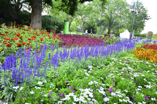 Perennials Planting in Orange