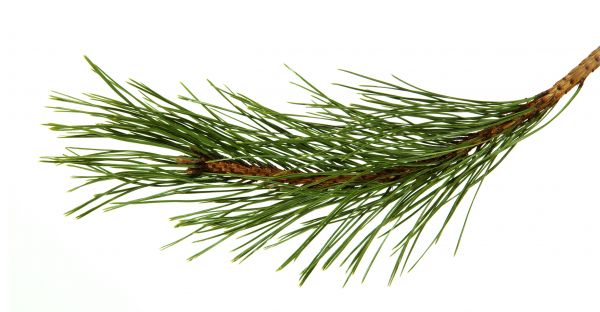 Pine Needles Installation in Orange