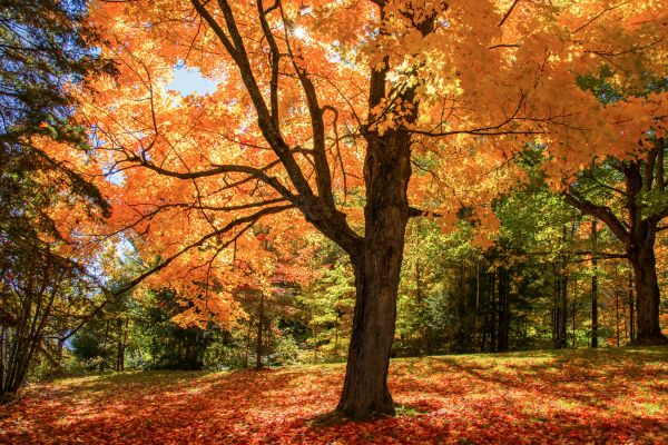 Maple Tree Planting in Orange