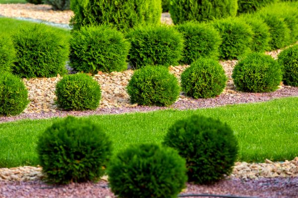Bush Installation in Orange