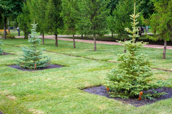 Privacy Trees Planting in Orange