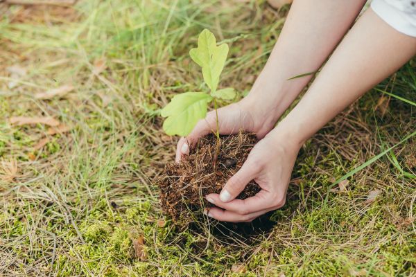 Oak Tree Planting in Orange