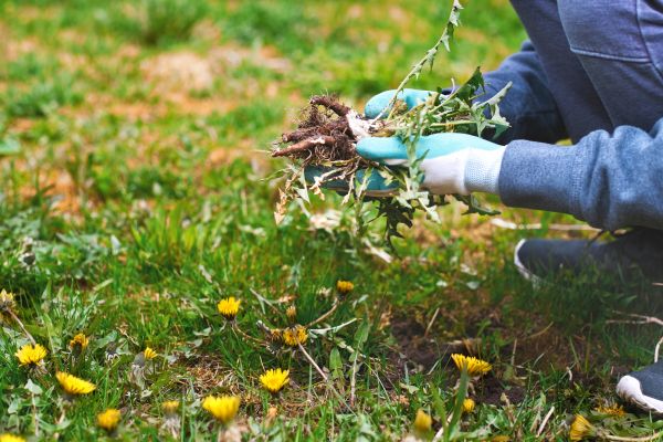 Flower Bed Clearing in Orange