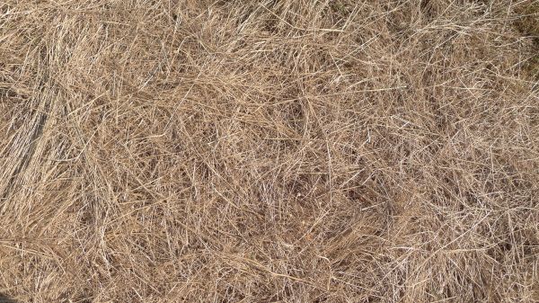 Pine Straw Replacement in Orange