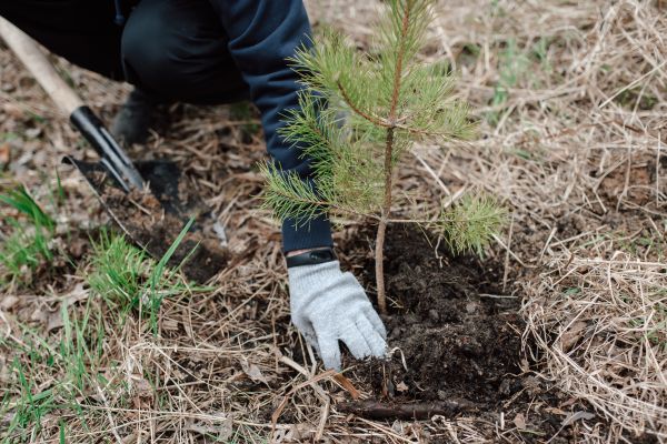 Pine Tree Planting in Orange