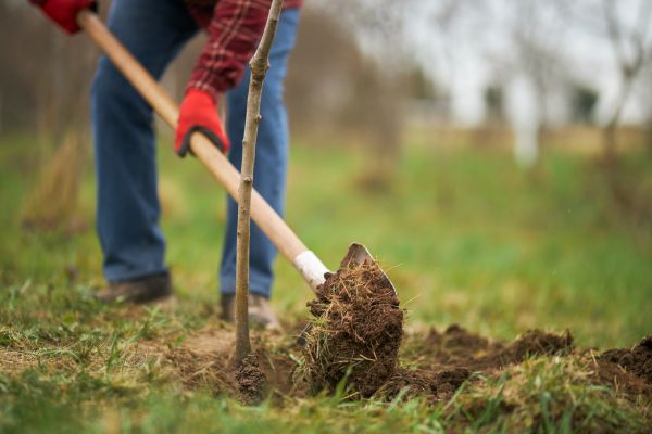 Trees Planting in Orange