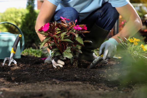Plant Replacement in Orange