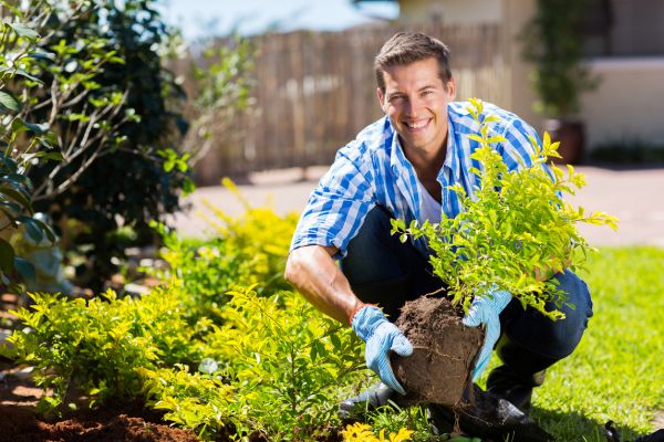 Shrub Landscaping in Orange