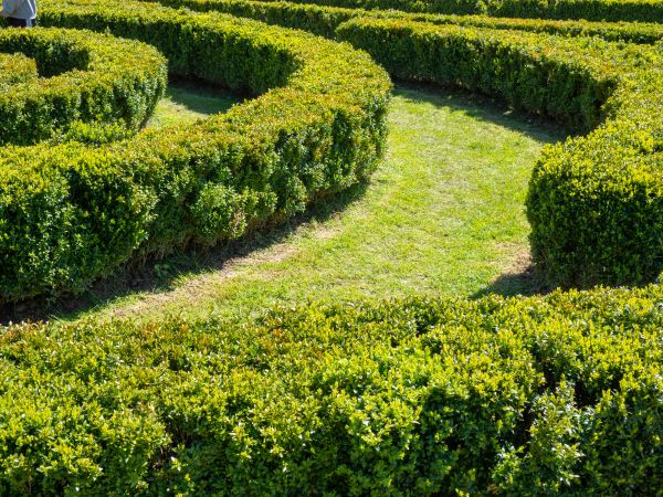 Bush Landscaping in Orange