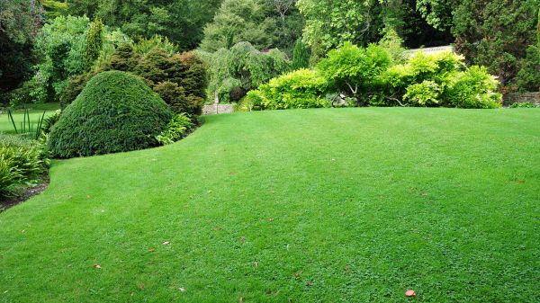 Commercial Landscape Design in Orange