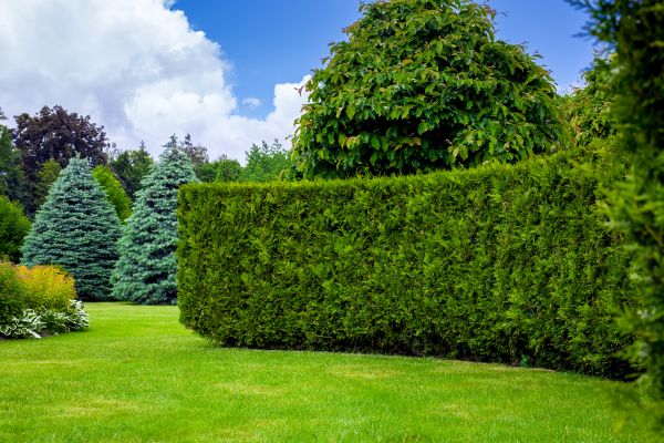 Hedge Landscaping in Orange