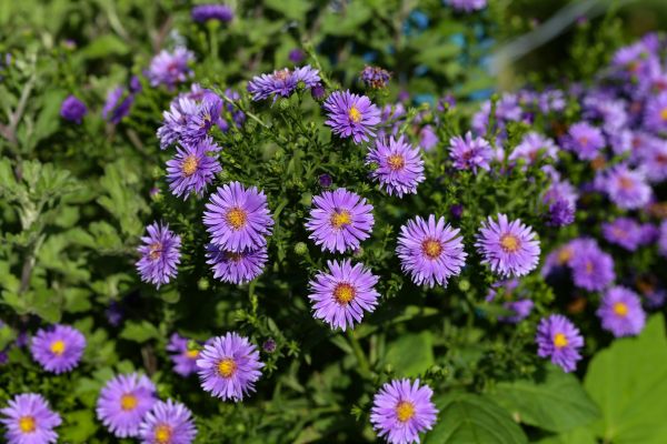 Perennial Flower Planting in Orange