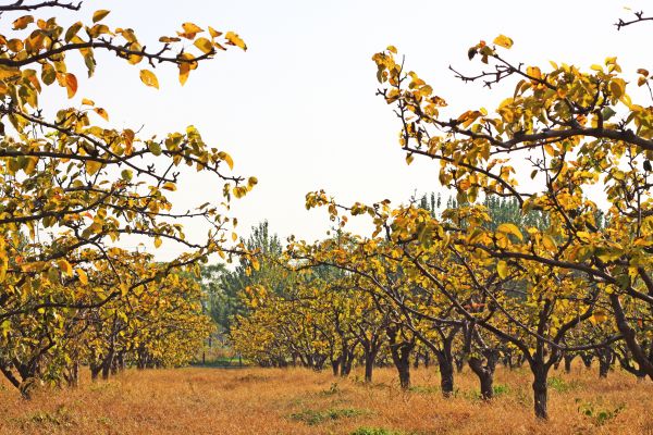 Pear Tree Planting in Orange