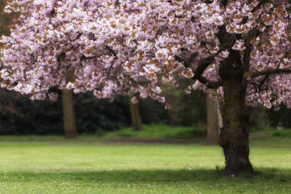 Cherry Tree Planting in Orange