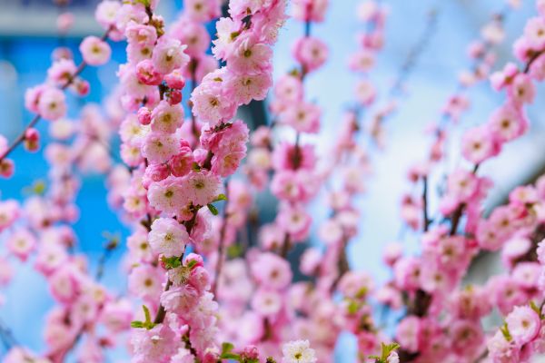 Japanese Cherry Tree Planting in Orange