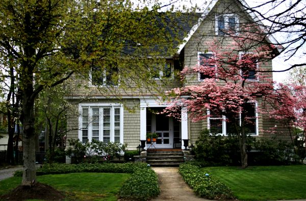 Ornamental Tree Planting in Orange