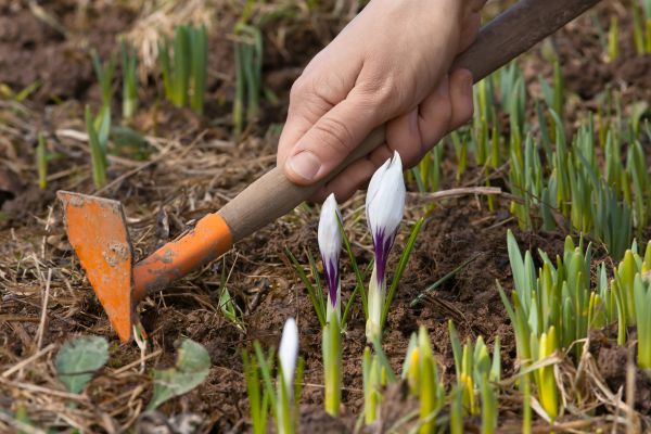 Flower Garden Weeding in Orange