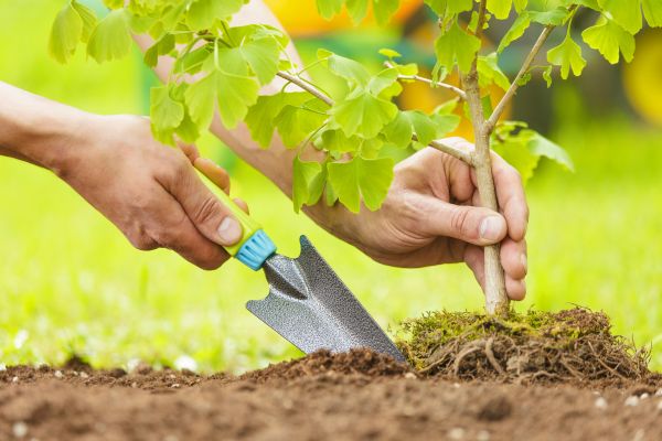 Fruit Tree Planting in Orange