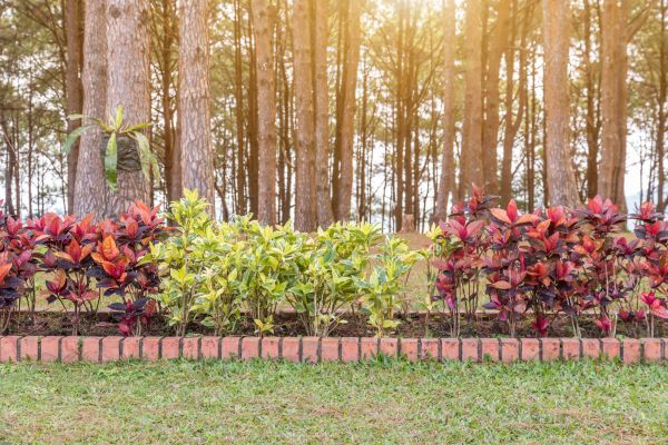 Small Garden Landscaping in Orange