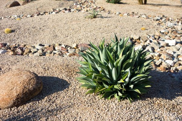 Xeriscaping Service in Orange