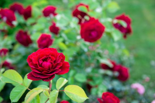 Rose Planting in Orange
